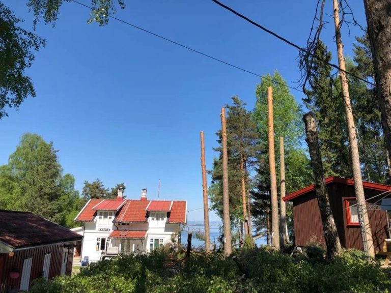 Bildet viser et hus og en eiendom med trær og felte trær.